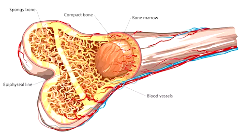 bone marrow donation process
