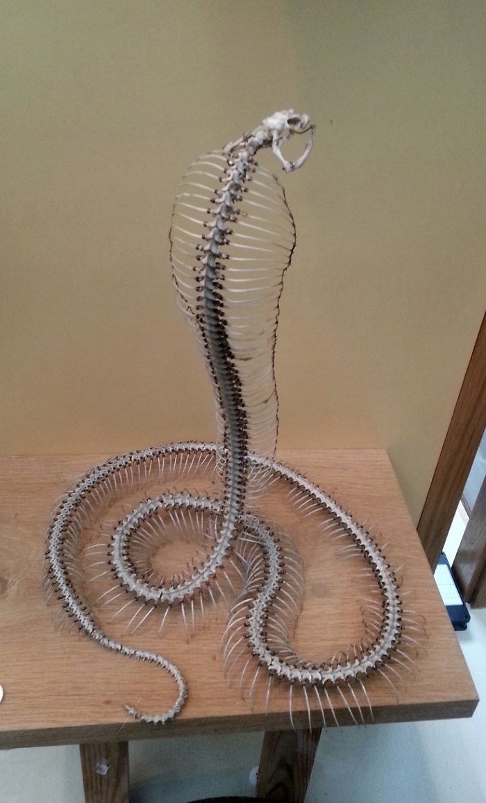 Articulated Cobra Skeleton