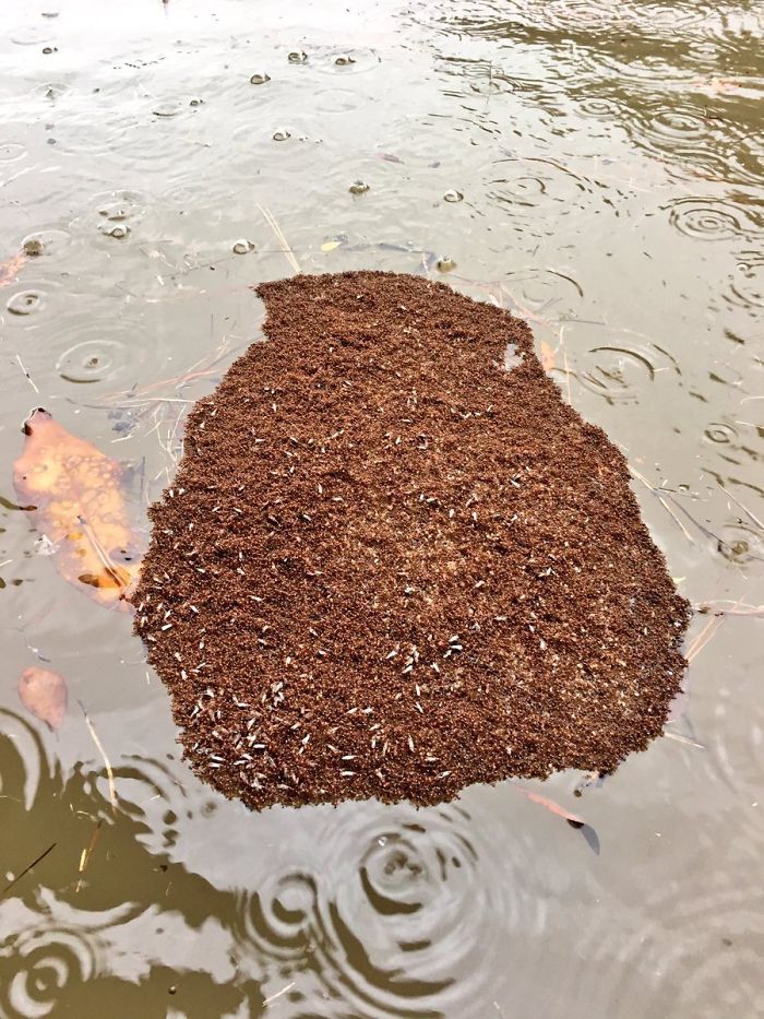 Fireants Create A Floating Island Of Themselves To Ride Out The Houston Flooding