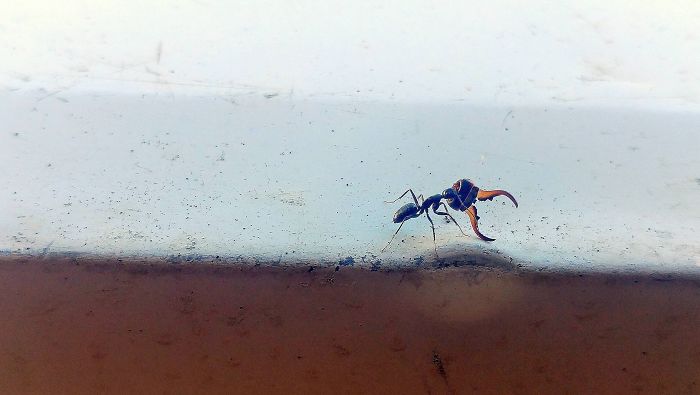 Ant On My Porch Carrying The Head Of His Vanquished Enemy