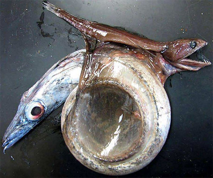 Black Swallower Died Trying To Eat A Fish 4 Times Its Size