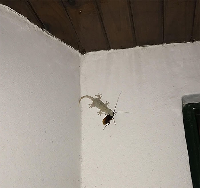 A Lizard Eating A Cockroach Alive At My House Porch