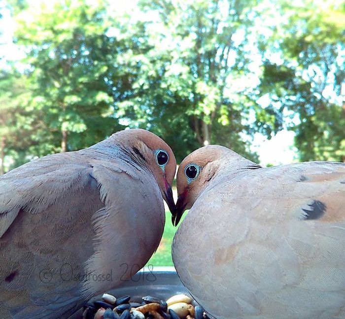 Woman Feeds Birds And Captures Stunning Close-Up Photos While Eating (New Pics)